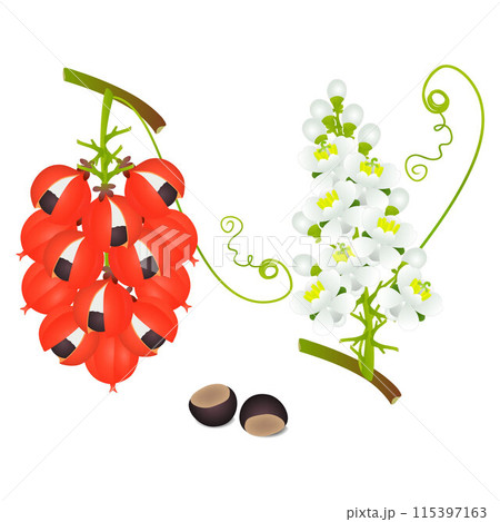 Twigs of a guarana plant with flowers, fruits and seeds. 115397163