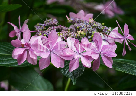 あじさいの杜 満開のダンスパーティーの花が咲く風景(アップ) あじさいの杜 満開のダンスパーティーの花が咲く風景(アップ) 115397215