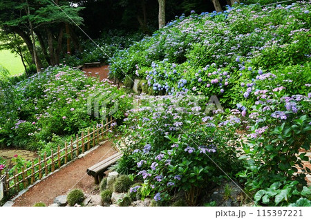 あじさいの杜 満開の青色のアジサイの花が咲く風景花が あじさいの杜 満開の青色のアジサイの花が咲く風景花が 115397221