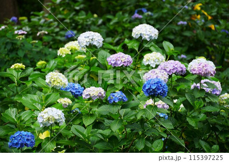 あじさいの杜　満開のカラフルなアジサイの花が咲く風景 115397225