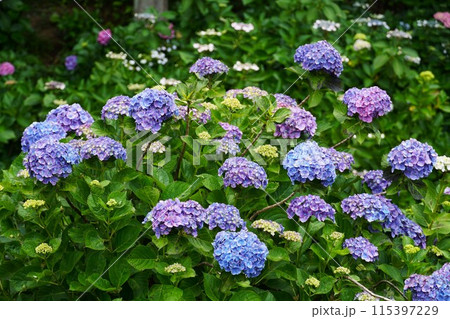 あじさいの杜 満開の青色のアジサイの花が咲く風景 あじさいの杜 満開の青色のアジサイの花が咲く風景 115397229