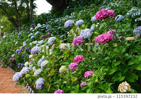 あじさいの杜　満開のカラフルなアジサイの花が咲く風景 115397232