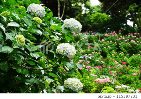 あじさいの杜 満開のカラフルなアジサイの花が咲く風景 あじさいの杜 満開のカラフルなアジサイの花が咲く風景 115397233