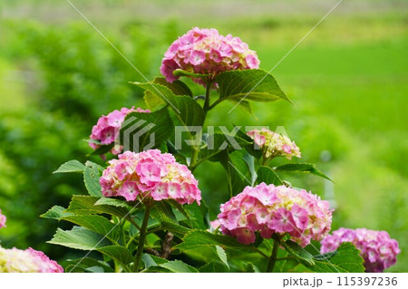 あじさいの杜 満開のピンク色のアジサイの花が咲く風景(アップ) あじさいの杜 満開のピンク色のアジサイの花が咲く風景(アップ) 115397236
