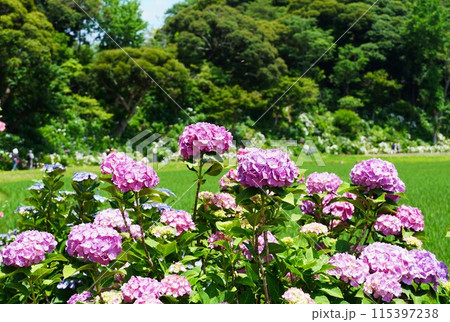 あじさいの杜　満開の赤紫色のアジサイの花が咲く風景 115397238