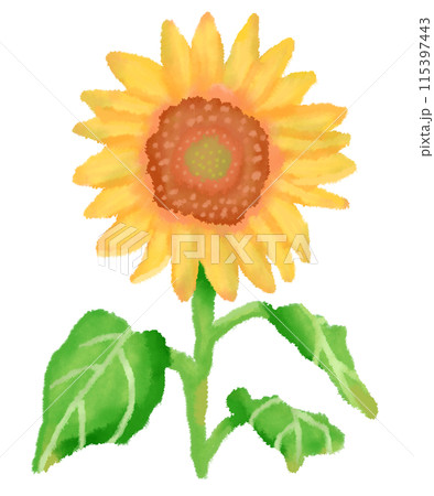 一輪のヒマワリの花と葉のついた茎 115397443