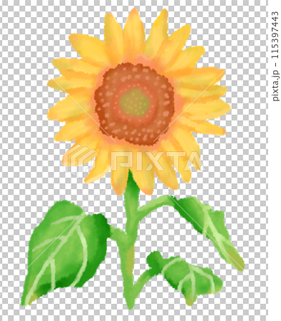 單向日葵花和莖帶葉 115397443