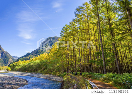 《秋の上高地》梓川沿いのカラマツ林 115398191