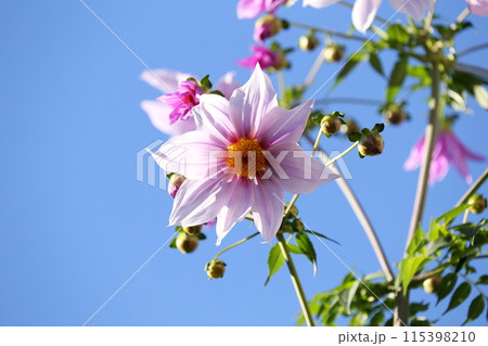 青空に映える皇帝ダリアの花 青空に映える皇帝ダリアの花 115398210