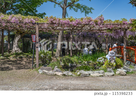 磐田市の国の天然記念物に指定された熊野の長藤の外側から見た風景(静岡県) 115398233