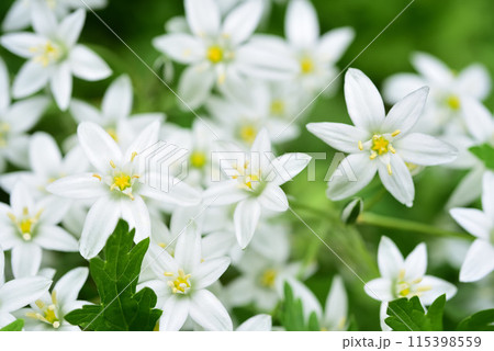 Small white flowers on a green bush. Ornithogalum umbellatum. 115398559