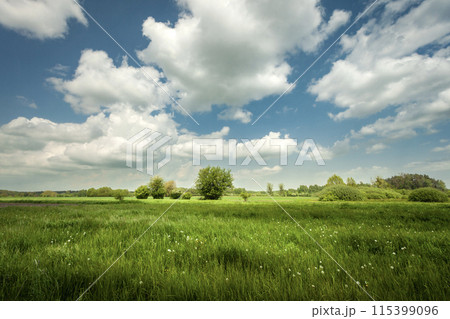 White clouds on a blue sky over a green meadow, Nowiny, Poland 115399096