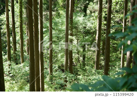 5月の高知の林の中の風景 115399420
