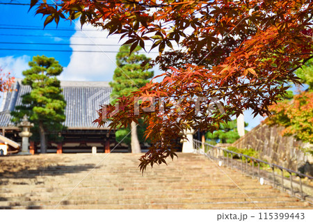 金戒光明寺　青空と紅葉と御影堂（大殿）京都市左京区 115399443