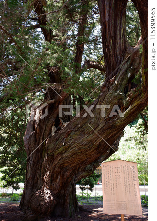 鎌倉 建長寺の柏槙 鎌倉 建長寺の柏槙 115399565
