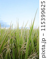 風に揺れる稲穂 115399625