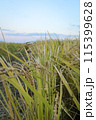 風に揺れる稲穂 115399628
