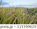 風に揺れる稲穂 115399629