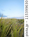 風に揺れる稲穂 115399630