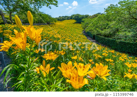 可睡ゆりの園　ユリの花　袋井市　【静岡県】 115399746