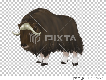 ジャコウウシのイラスト ジャコウウシのイラスト 115399773