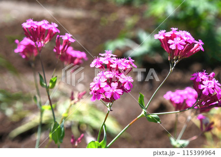 虫取り撫子のピンクの花と茎の粘着部分 115399964