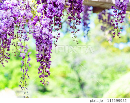 春らんまん　華やかな満開の藤の花 115399985