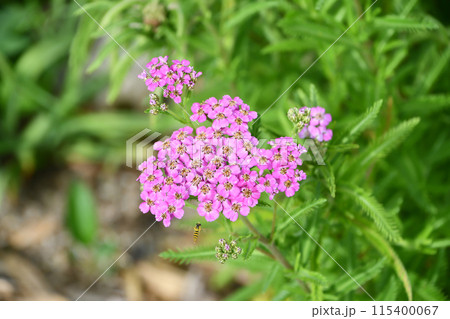 セイヨウノコギリソウ 115400067