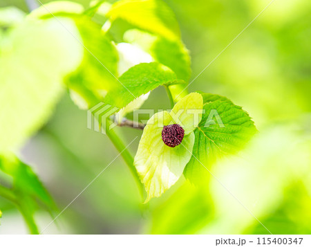 青空に映えるハンカチの木 115400347