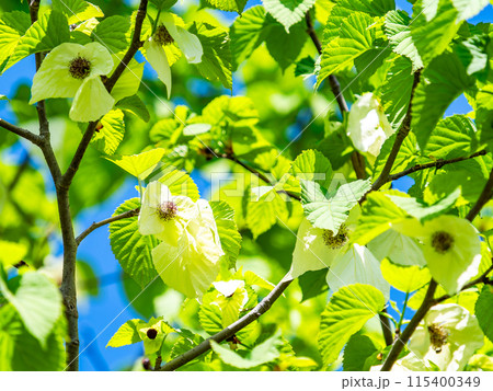 青空に映えるハンカチの木 青空に映えるハンカチの木 115400349