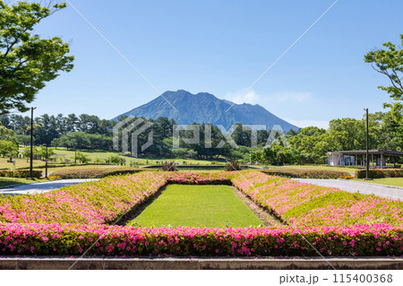 桜島を背景に撮影した鹿児島県立吉野公園 桜島を背景に撮影した鹿児島県立吉野公園 115400368