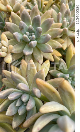 Close-up of Succulent Plants Close-up of Succulent Plants 115400586