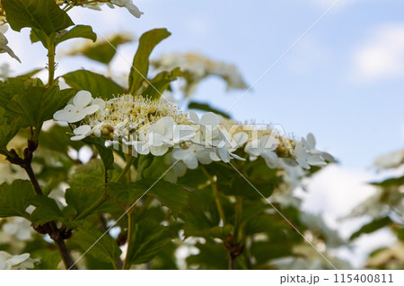 Viburnum flower in bloom. Beautiful macro shot of white flower clusters of ornamental plant Viburnum flower in bloom. Beautiful macro shot of white flower clusters of ornamental plant 115400811