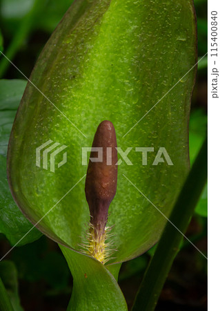 Cuckoopint or Arum maculatum arrow shaped leaf, woodland poisonous plant in family Araceae. arrow shaped leaves. Other names are nakeshead, adder's root, arum, wild arum, arum lily, lords-and-ladies 115400840