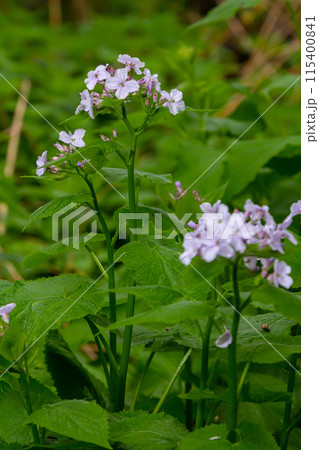 Lunaria rediviva, known as perennial honesty. Beautiful light purple flowers in bloom 115400841