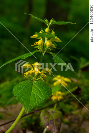 Yellow archangel plant Lamium galeobdolon with flowers and green leaves with white stripes, growing in a forest Yellow archangel plant Lamium galeobdolon with flowers and green leaves with white stripes, growing in a forest 115400850