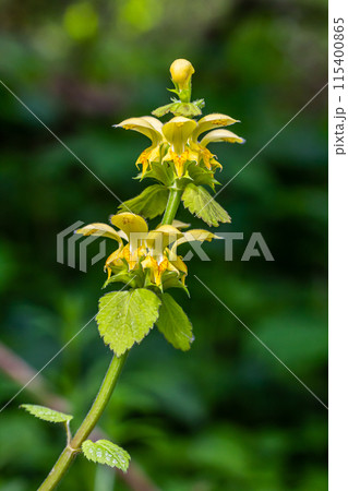 Yellow archangel plant Lamium galeobdolon with flowers and green leaves with white stripes, growing in a forest 115400865