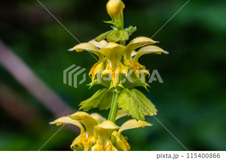 Yellow archangel plant Lamium galeobdolon with flowers and green leaves with white stripes, growing in a forest 115400866