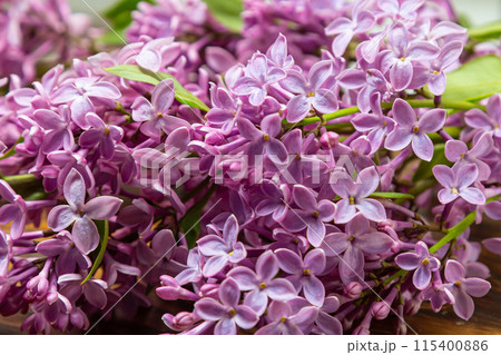 Common Lilac Syringa vulgaris blooming with violet-purple double flowers surrounded with green leaves in spring Common Lilac Syringa vulgaris blooming with violet-purple double flowers surrounded with green leaves in spring 115400886