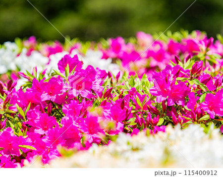 春本番　カラフルなツツジの美しい景色 115400912