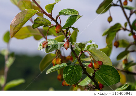 Cotoneaster procumbens. Cotoneaster bush plant with ripe red berries Cotoneaster procumbens. Cotoneaster bush plant with ripe red berries 115400943