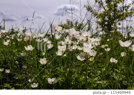 Anemonoides sylvestris Anemone sylvestris, known as snowdrop anemone or snowdrop windflower, is a perennial plant flowering in spring 115400949