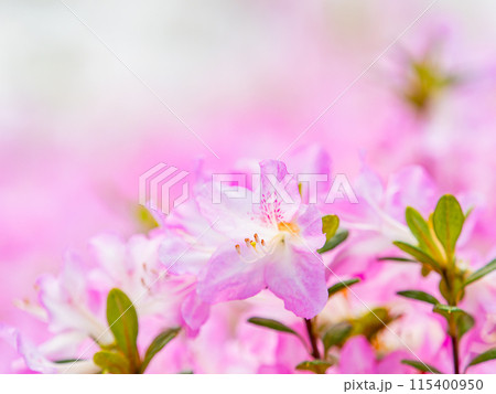 春本番　カラフルなツツジの美しい景色 115400950