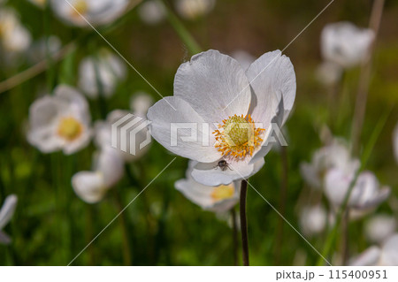 Anemonoides sylvestris Anemone sylvestris, known as snowdrop anemone or snowdrop windflower, is a perennial plant flowering in spring 115400951