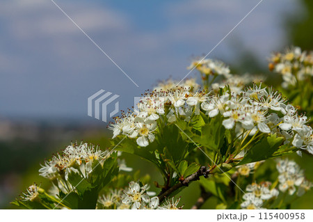 White Crataegus flowers close up in sunlight White Crataegus flowers close up in sunlight 115400958