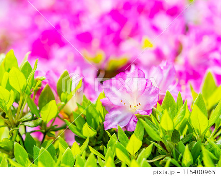 春本番　カラフルなツツジの美しい景色 115400965