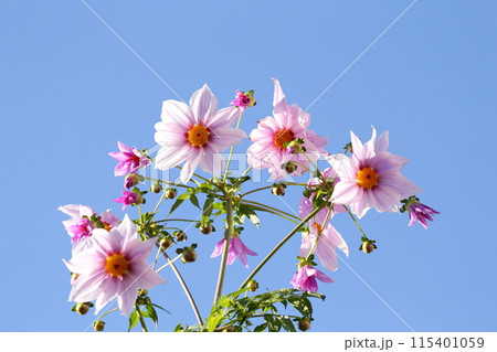 青空に映える皇帝ダリアの花 青空に映える皇帝ダリアの花 115401059