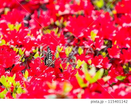 春本番　真っ赤なツツジの蜜を吸いに来たアゲハチョウ 115401142