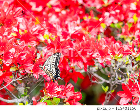 春本番 真っ赤なツツジの蜜を吸いに来たアゲハチョウ 春本番 真っ赤なツツジの蜜を吸いに来たアゲハチョウ 115401150