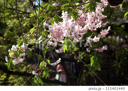 姫路城西御屋敷跡庭園「好古園」　春の日本庭園 115401440